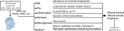 Culprit or Bystander: Defective Mitophagy in Alzheimer’s Disease